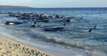Rescate exitoso de ballenas piloto en Australia