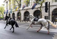 Dos caballos militares que se escaparon y corrieron por Londres necesitan cirugía
