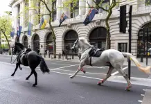 Dos caballos militares que se escaparon y corrieron por Londres necesitan cirugía