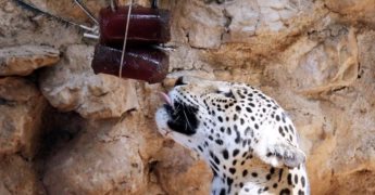 Con paletas de hielo refrescan a los Animales en Zoológicos de Yucatán