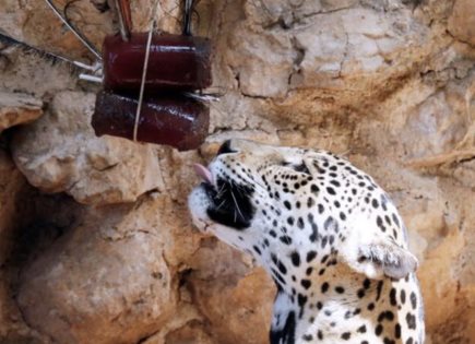 Con paletas de hielo refrescan a los Animales en Zoológicos de Yucatán