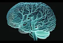 Ciencia revela que cerebro no es la única parte que guarda recuerdos Ciencia revela que cerebro no es la única parte que guarda recuerdos