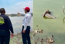 Avistamiento de un cocodrilo en La Laguna de Cuautitlán Izcalli