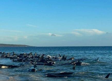 Rescatan a ballenas varadas en la costa