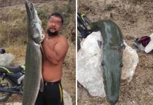 Pescador captura un ejemplar de catán en Tamuín