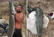 Pescador captura un ejemplar de cat&aacute;n en Tamu&iacute;n