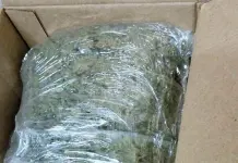 Descubren env&iacute;o de mariguana desde Cruz de Elota a Los Mochis
