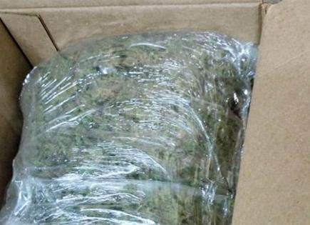 Descubren envío de mariguana desde Cruz de Elota a Los Mochis