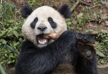 Pareja de Pandas Gigantes viajará a San Diego