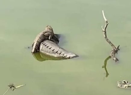 Intensificación de búsqueda de cocodrilo en Laguna La Piedad