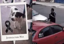 Caso de Maltrato Animal por Militar en Ciudad de México