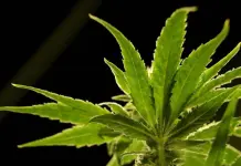 Histórico cambio en la clasificación de la marihuana en EEUU Histórico cambio en la clasificación de la marihuana en EEUU