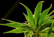 DEA propone hist&oacute;rica reclasificaci&oacute;n de la marihuana