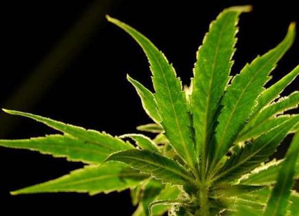 DEA propone histórica reclasificación de la marihuana