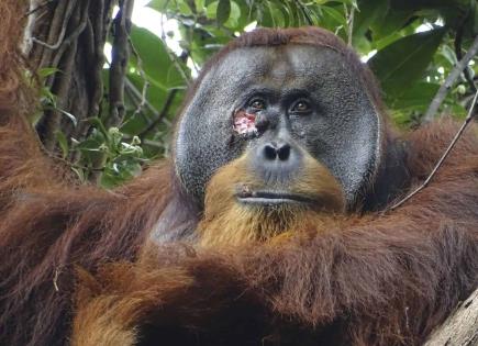 Orangután de Sumatra que se auto cura con planta medicinal