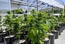 Significado y consecuencias de la reclasificaci&oacute;n de la marihuana en EU
