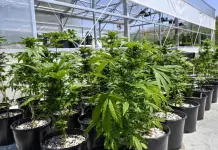 Significado y consecuencias de la reclasificación de la marihuana en EU Significado y consecuencias de la reclasificación de la marihuana en EU