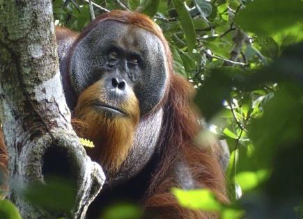 Orangután se automedica con planta medicinal para tratar herida