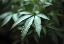 Impacto de la Reclasificaci&oacute;n Federal en la Legalizaci&oacute;n de Marihuana