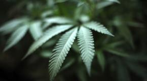 Impacto de la Reclasificación Federal en la Legalización de Marihuana