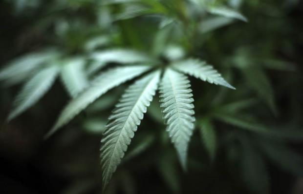 Impacto de la Reclasificación Federal en la Legalización de Marihuana