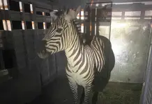 Recaptura exitosa de la cebra en Seattle Recaptura exitosa de la cebra en Seattle