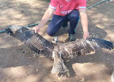 Rescate exitoso de un Águila Pescadora en Guasave