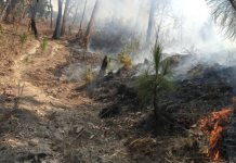 Incendio en zona ecológica de cascada Velo de Novia