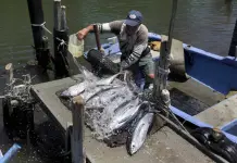 Torneo de Pesca en Cojimar en Homenaje a Ernest Hemingway Torneo de Pesca en Cojimar en Homenaje a Ernest Hemingway