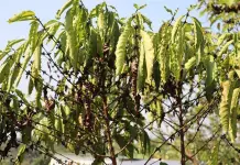 Impacto de la Sequ&iacute;a en la Producci&oacute;n de Caf&eacute; en M&eacute;xico