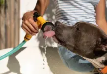 Recomendaciones esenciales para proteger a tus mascotas del calor
