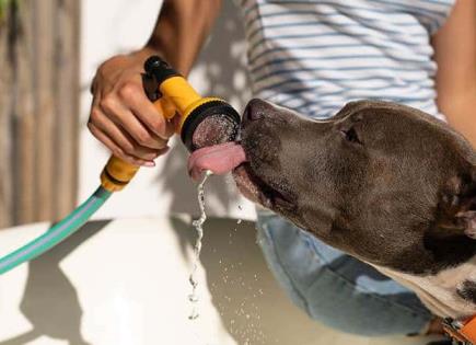 Recomendaciones esenciales para proteger a tus mascotas del calor