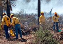 Incendio Forestal en Nuevo León Consumió 240 Hectáreas de Vegetación