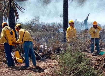 Incendio Forestal en Nuevo León Consumió 240 Hectáreas de Vegetación