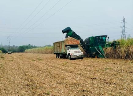 Zafra de caña será menor debido a sequía y lluvias tardías advierte líder cañero