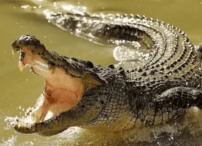 Adolescente de 14 años cae al agua y es devorado por cocodrilos en Michoacán