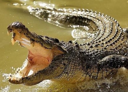 Mujer arroja a su hijo a río de cocodrilos