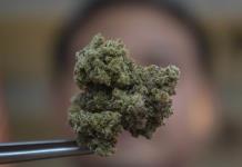 Prohibici&oacute;n del cannabis en Tailandia