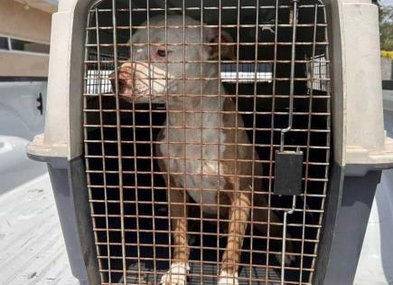 Rescate de perro desnutrido en operativo de la Fiscalía de Tamaulipas