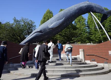 Propuesta de Japón para ampliar la caza comercial de ballenas