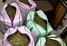 Decomiso de 100 kilos de marihuana en Venustiano Carranza Decomiso de 100 kilos de marihuana en Venustiano Carranza