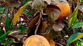 Plaga del HLB arrasa los cultivos de naranja