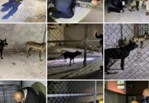 Protección animal: rescate en Cuautitlán