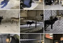 Protección animal: rescate en Cuautitlán Protección animal: rescate en Cuautitlán