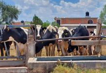 Reportan muerte de ganado en Soledad por sequía