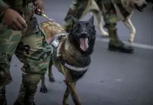 Marcha en La Paz contra el maltrato animal
