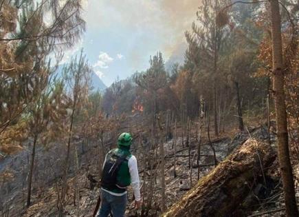 Activos, cinco incendios forestales en municipios: Torres Sánchez