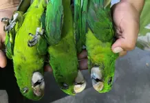 Impacto de las altas temperaturas en aves de la Huasteca Potosina