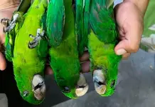 Aves se mueren  por calor extremo  en la Huasteca