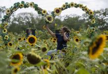 Campo de Girasoles en Nicaragua: Una Maravilla Natural